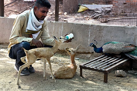 Hot summer day in Bikaner